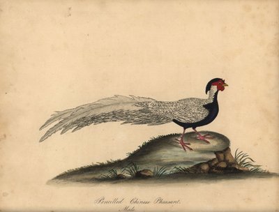 الدراج الفضي ، Lophura nycthemera ، ذكر. (الدراج الصيني المرسوم بالقلم الرصاص ، Phasianus nycthemerus) نقش على لوح نحاسي ملون يدويًا لرسم إيضاحي بقلم سي هايز من لوحات ويليام هايز لطيور نادرة وفضولية من حديقة أوسترلي بارك بواسطة وليام هايز