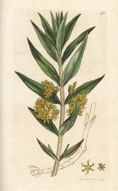 تفكك معنقدة ، Lysimachia thyrsiflora. نقش على لوح نحاسي ملون يدويًا بواسطة James Sowerby من James Smith