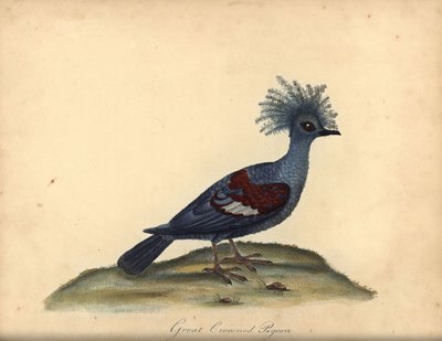 الحمامة الغربية المتوجة ، Goura cristata. (الحمام الهندي العظيم المتوج ، كولومبا كوريناتا). مُعَرَّض. نقش على لوح نحاسي ملون يدويًا لرسم إيضاحي من قبل ويليام هايز من بورتريهات لطيور نادرة وفضولية من Menagery of Osterly Park (لندن: بواسطة وليام هايز