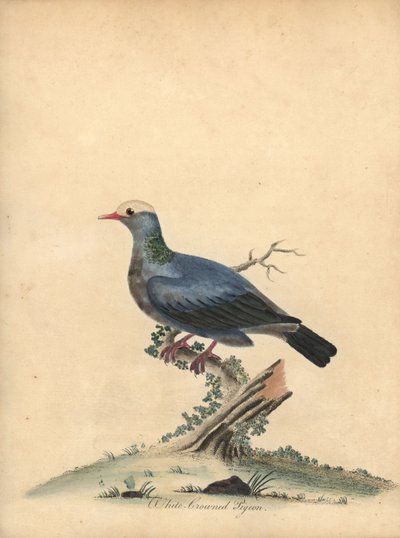 حمامة بيضاء ، باتاجيوناس ليوكوسيفالا. بالقرب هددت. (كولومبا leucocephala) نقش على لوح نحاسي ملون يدويًا لرسم إيضاحي رسمه ويليام هايز من بورتريهات الطيور النادرة والفضولية من حديقة أوسترلي بارك. بواسطة وليام هايز