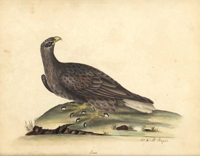 نسر البحر أبيض الذيل، Haliaeetus albicilla (Erne، Aquila albicilla). نقش نحاسي ملون يدويًا لرسم توضيحي لوليام هايز وابنته إم (ماتيلدا) من صور الطيور النادرة والفضولية من حديقة الحيوانات في أوسترلي بارك، لندن: ب بواسطة وليام هايز