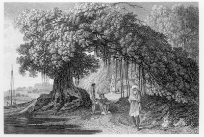 A Banyan Tree ، من "رحلات في الهند في السنوات 1780-1783" بقلم ويليام هودجز ، نقشها بنيامين بونسي (fl.1772-99) نشر 1792 بواسطة وليام هودجز