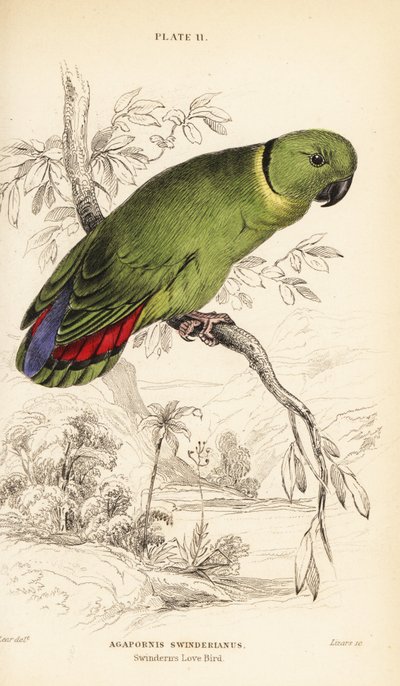 طائر الحب ذو الياقات السوداء ، Agapornis swindernianus بواسطة وليام هوم ليزارس