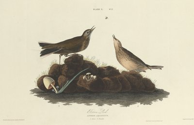 براون لارك ، 1827. بواسطة وليام هوم ليزارس