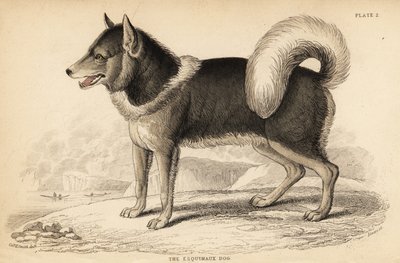 كلب الإسكيمو الكندي أو qimmiq ، Canis lupusiliaris بواسطة وليام هوم ليزارس