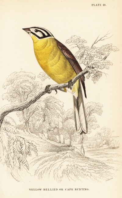 درسة الرأس ، Emberiza capensis (درسة صفراء البطن ، Fringillaria capensis) بواسطة وليام هوم ليزارس