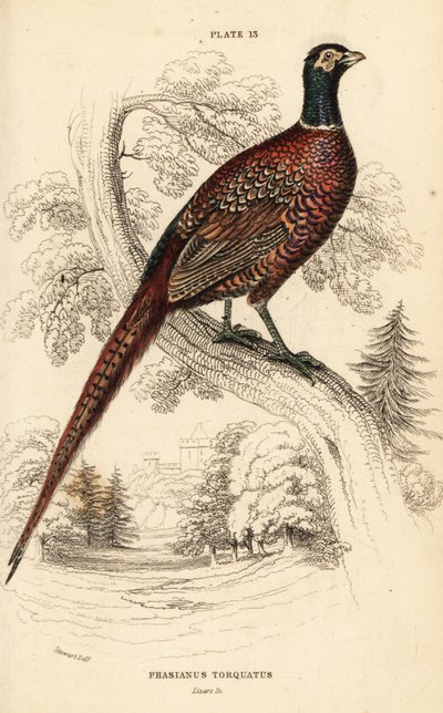 الدراج الشائع (حلقة العنق) ، Phasianus colchicus torquatus (Phasianus torquatus) بواسطة وليام هوم ليزارس