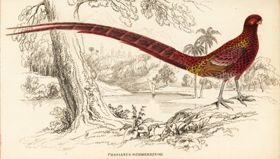 الدراج النحاسي أو طائر سيميرينج Syrmaticus soemmerringii (Phasianus soemmerringii) بواسطة وليام هوم ليزارس