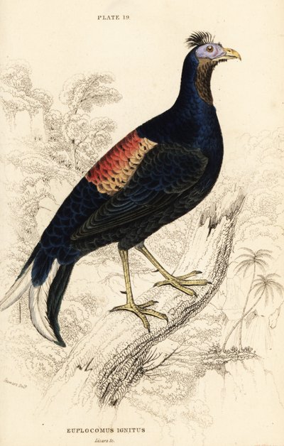 ظهور النيران المتوج ، Lophura الناري بشكل سيء (الديك Macartney ، اشتعال Euplocomus) بواسطة وليام هوم ليزارس