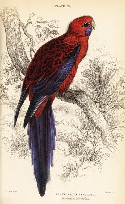 قرمزي روزيلا ، Platycercus elegans بواسطة وليام هوم ليزارس