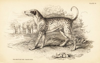 كلب دلماسي أو كلب مدرب ، Canis lupus مألوف بواسطة وليام هوم ليزارس
