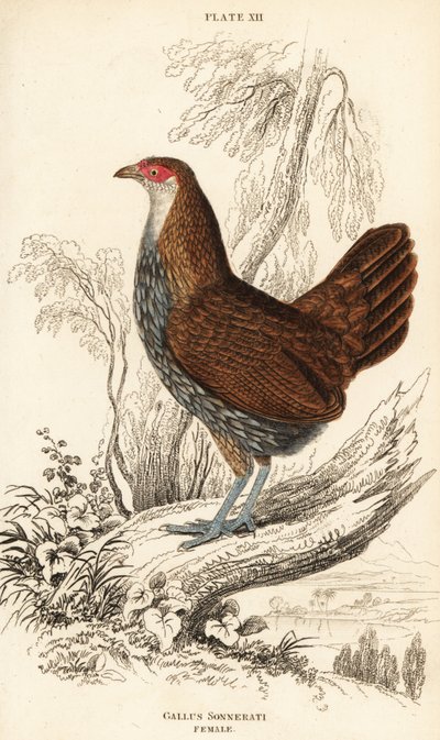أنثى طائر الأدغال الرمادي أو طائر غابة Sonnerat ، Gallus sonneratii (Gallus sonnerati) بواسطة وليام هوم ليزارس