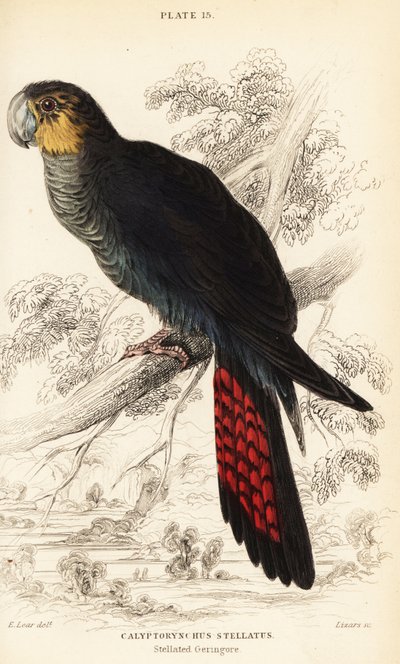 كوكاتو أسود لامع ، Calyptorhynchus Lathami بواسطة وليام هوم ليزارس