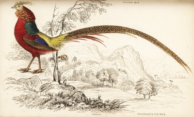 الدراج الذهبي أو الدراج الصيني ، Chrysolophus pictus (Phasianus pictus) بواسطة وليام هوم ليزارس