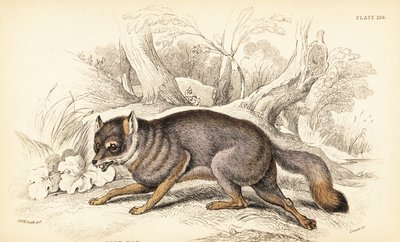 الثعلب الرمادي أو الثعلب الرمادي ، Urocyon cinereoargenteus (Vulpes cinereus) بواسطة وليام هوم ليزارس