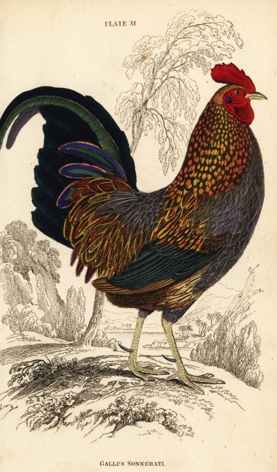 دجاج الأدغال الرمادي أو دجاج الأدغال سونيرات ، جالوس سونيراتي (جالوس سونيراتي) بواسطة وليام هوم ليزارس