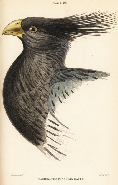 رأس لسان الحمل الغربي ، Crinifer piscator (آكل لسان الحمل المتنوع ، آكل لسان الحمل متوج ، Chizoeris variegata) بواسطة وليام هوم ليزارس