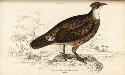 Himalayan monal, female, Lophophorus impejanus (Impeyan lophophorus, Lophophorus impeyanus) بواسطة وليام هوم ليزارس