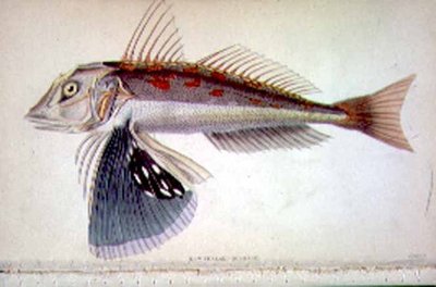 New Zealand Gurnard محفور بواسطة فنان من "Naturalist's Library" المجلد الثاني بقلم JS Bushman ، جمعه السير ويليام جاردين (1800-74) ، حانة. 1833-45 (نقش) بواسطة وليام هوم ليزارس