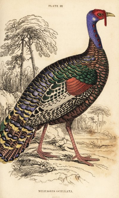 الديك الرومي المحلى ، Meleagris ocellata بواسطة وليام هوم ليزارس