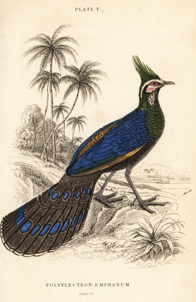 بالاوان الطاووس الدراج ، Polyplectron napoleonis بواسطة وليام هوم ليزارس