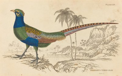 Phasianus المبرقشة بواسطة وليام هوم ليزارس