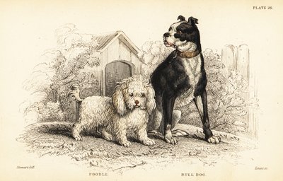 القلطي ، و Canis aquaticus ، و البلدغ ، Canis anglicus بواسطة وليام هوم ليزارس