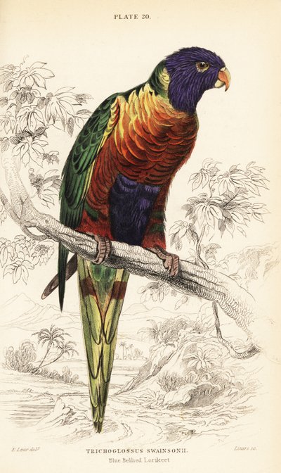قوس قزح لوريكيت ، Trichoglossus moluccanus بواسطة وليام هوم ليزارس
