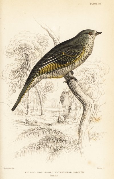 صراخ الوقواق أحمر الكتفين ، أنثى ، Campephaga phoenicea بواسطة وليام هوم ليزارس