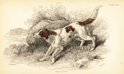واضع ، Canis lupus مألوف (Canis index) بواسطة وليام هوم ليزارس