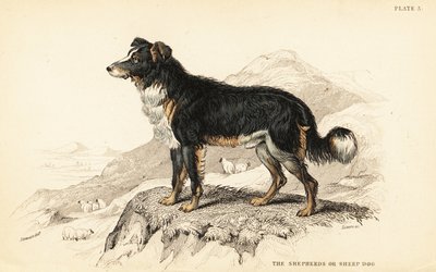 كلب الراعي أو كلب الغنم ، Canis lupus مألوف (Canis الدومينوس) بواسطة وليام هوم ليزارس