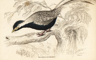 الدراج الفضي ، Lophura nycthemera (Phasianus nycthemerus) بواسطة وليام هوم ليزارس