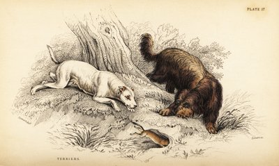 جحر مغطى بسلاسة وجحر اسكتلندي أو ذو شعر سلكي ، Canis lupus مألوف (Canis terrarius) بواسطة وليام هوم ليزارس