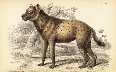 الضبع المرقط أو الضبع الضاحك Crocuta crocuta (Hyaena crocuta) بواسطة وليام هوم ليزارس