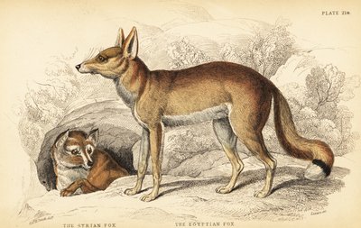 الثعلب السوري أو Taaleb ، Vulpes Thaleb (أو Blanford