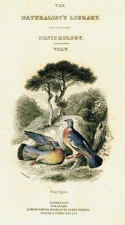 مكتبة علماء الطبيعة ، Ornithology Vol V ، Ring Pigeon ، c1833-1865. بواسطة وليام هوم ليزارس