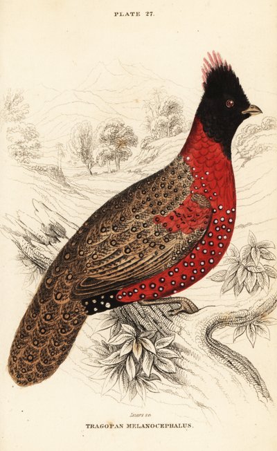 Western tragopan or western horned tragopan, Tragopan melanocephalus بواسطة وليام هوم ليزارس