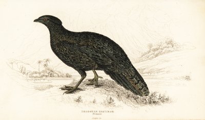 الزنبق الغربي أو الزعنفة الغربية ذات القرون ، أنثى ، Tragopan melanocephalus بواسطة وليام هوم ليزارس