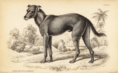 تم العثور على كلب بري في جمهورية الدومينيكان وهايتي ، Canis lupus مألوف (كلب وحشي سانت بواسطة وليام هوم ليزارس