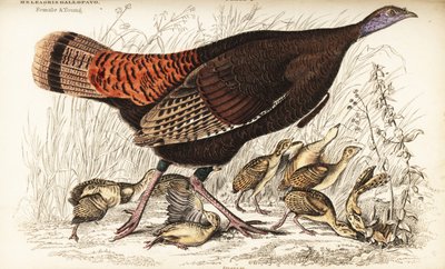 الديك الرومي البري ، أنثى وصغيرة ، Meleagris gallopavo بواسطة وليام هوم ليزارس