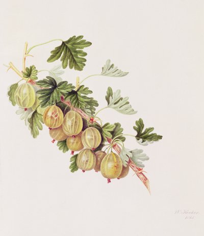 غوسبيري أخضر ، 1815 بواسطة وليام هوكر