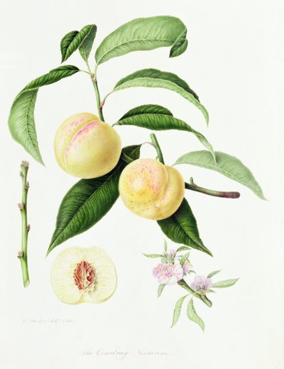 The Conudray Nectarine ، 1820 بواسطة وليام هوكر