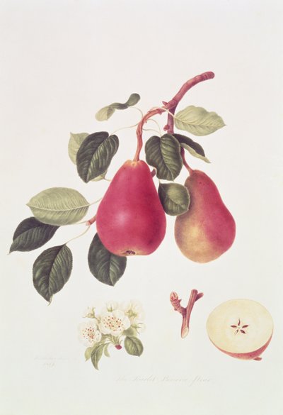 القرمزي Beurree الكمثرى ، 1819 بواسطة وليام هوكر