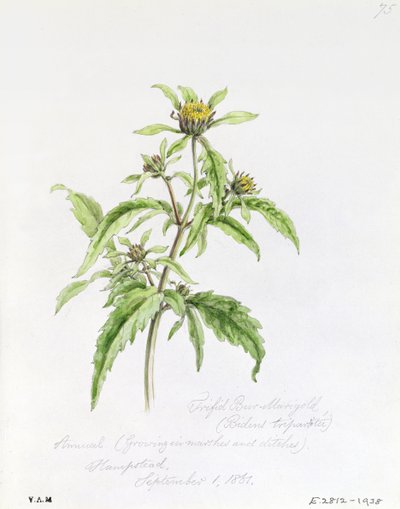 Trifid Burr-Marigold ، رسمت في هامبستيد ، 1 سبتمبر 1861 بواسطة وليام جيمس لينتون