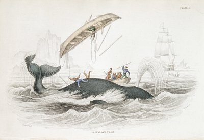 اصطياد حوت جرينلاند الذي ألقى بأحد القوارب المهاجمة. من William Jardine The Naturalist