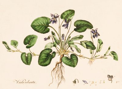 فيولا أودوراتا ، بنفسجي حلو ، c1770-1790. بواسطة وليام كيلبورن
