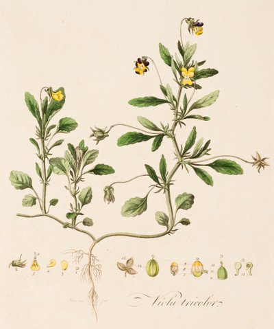 فيولا ثلاثية الألوان ، وايلد بانسي ، c1770-1790. بواسطة وليام كيلبورن