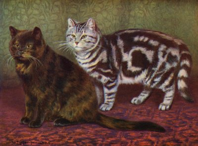 قطة السلحفاة و Tabby One (لون ليثو) بواسطة وليام لوكير