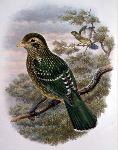 Ailuroedus Crassirostris ، Green Catbird (لون ليثو) بواسطة وليام ماثيو هارت
