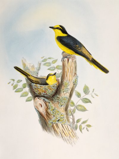 مصغر صغير بني (Pericrocotus cantonensis) ، ليثوجراف من طيور آسيا بواسطة وليام ماثيو هارت